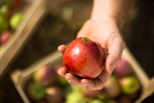 apple-harvest